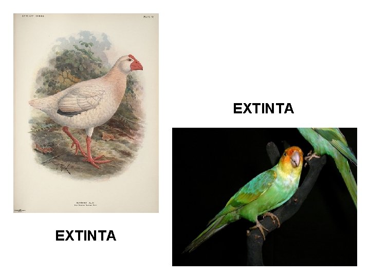 EXTINTA 