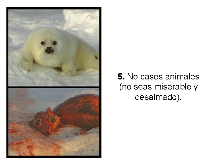 5. No cases animales (no seas miserable y desalmado). 