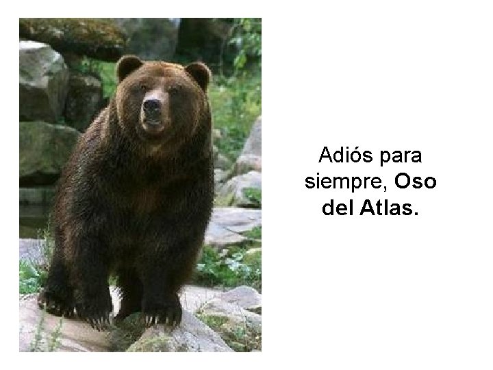 Adiós para siempre, Oso del Atlas. 