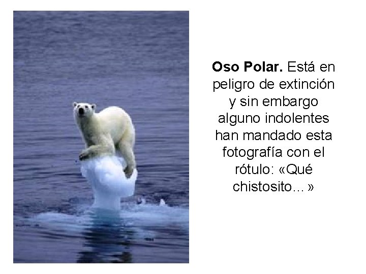 Oso Polar. Está en peligro de extinción y sin embargo alguno indolentes han mandado