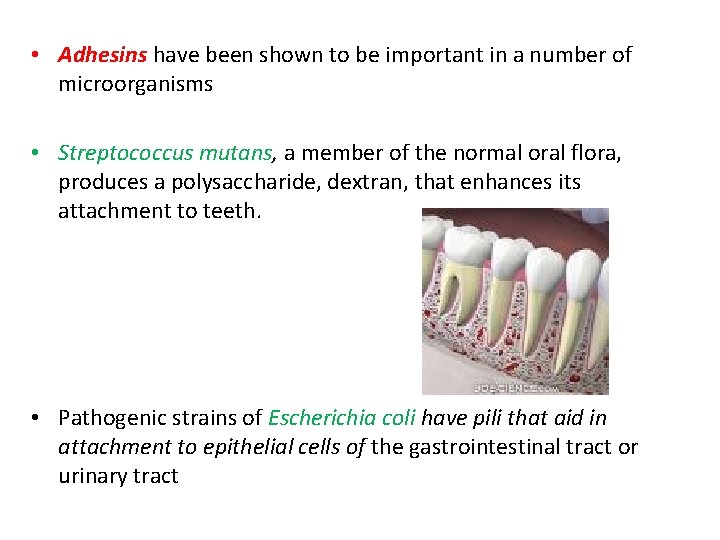  • Adhesins have been shown to be important in a number of microorganisms