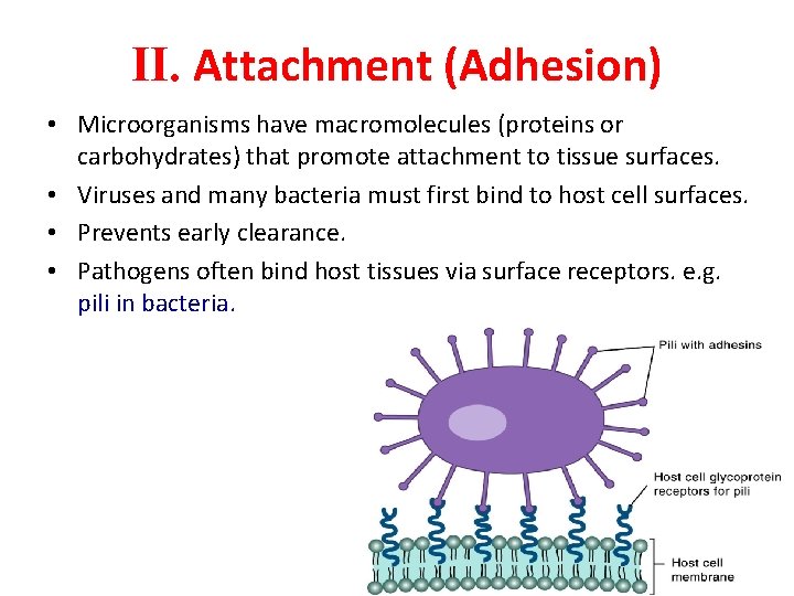 II. Attachment (Adhesion) • Microorganisms have macromolecules (proteins or carbohydrates) that promote attachment to