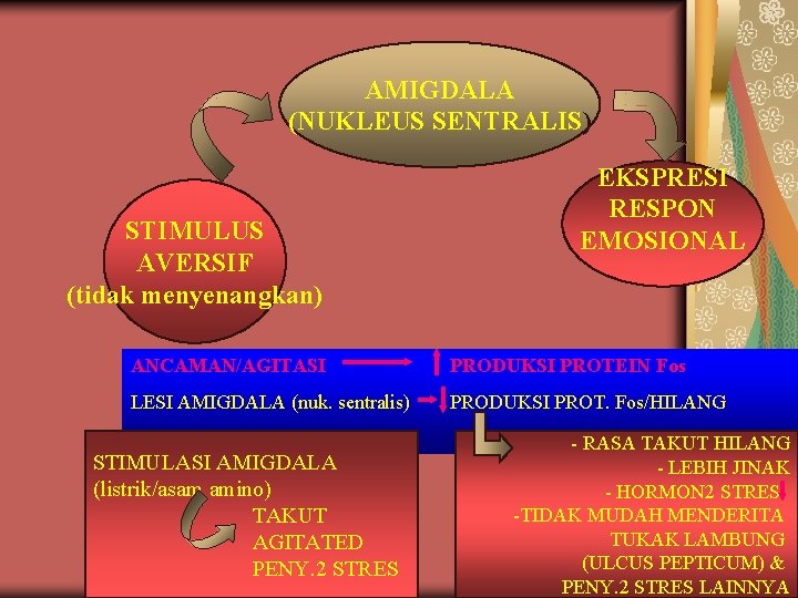 AMIGDALA (NUKLEUS SENTRALIS) STIMULUS AVERSIF (tidak menyenangkan) EKSPRESI RESPON EMOSIONAL ANCAMAN/AGITASI PRODUKSI PROTEIN Fos