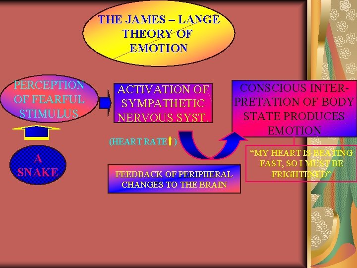 THE JAMES – LANGE THEORY OF EMOTION PERCEPTION OF FEARFUL STIMULUS ACTIVATION OF SYMPATHETIC