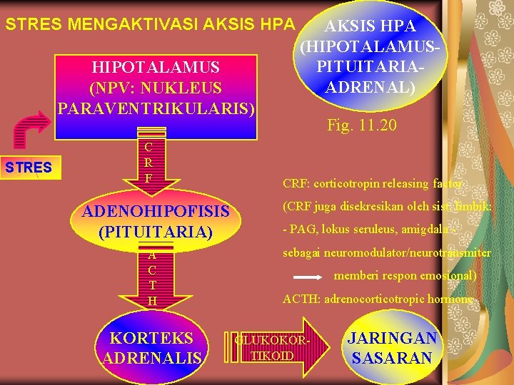 STRES MENGAKTIVASI AKSIS HPA HIPOTALAMUS (NPV: NUKLEUS PARAVENTRIKULARIS) STRES C R F AKSIS HPA