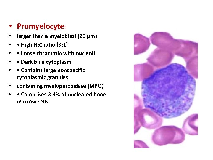  • Promyelocyte: larger than a myeloblast (20 μm) • High N: C ratio
