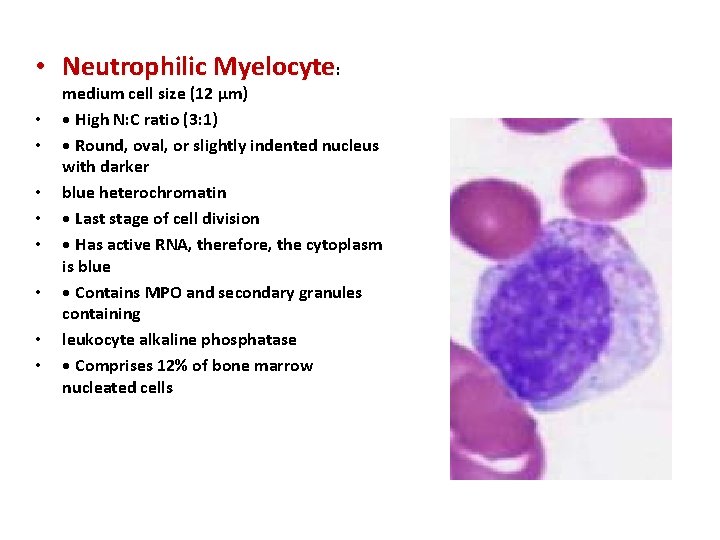 • Neutrophilic Myelocyte: • • medium cell size (12 μm) • High N: