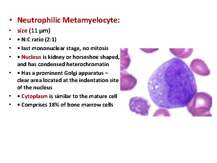  • Neutrophilic Metamyelocyte: • size (11 μm) • • N: C ratio (2: