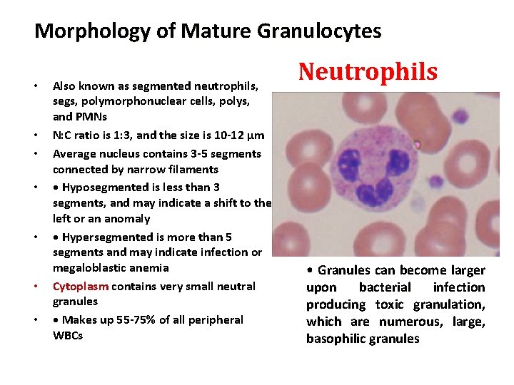 Morphology of Mature Granulocytes • • Also known as segmented neutrophils, segs, polymorphonuclear cells,