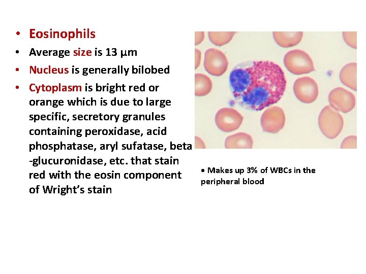  • Eosinophils • Average size is 13 μm • Nucleus is generally bilobed