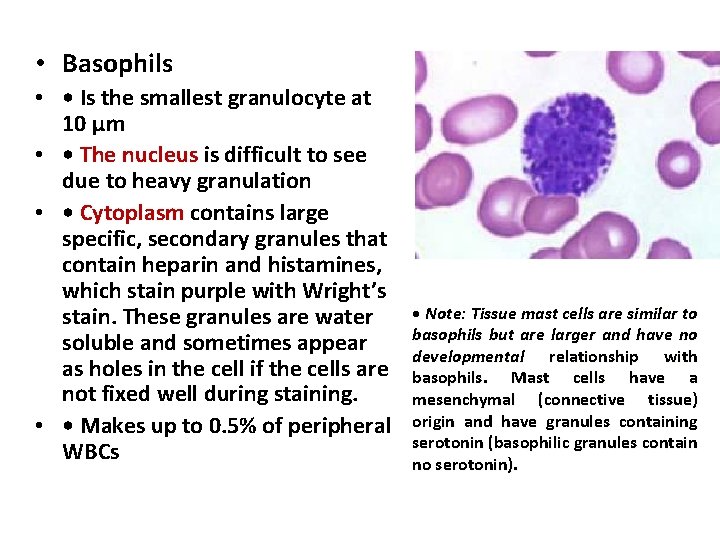  • Basophils • • Is the smallest granulocyte at 10 μm • •