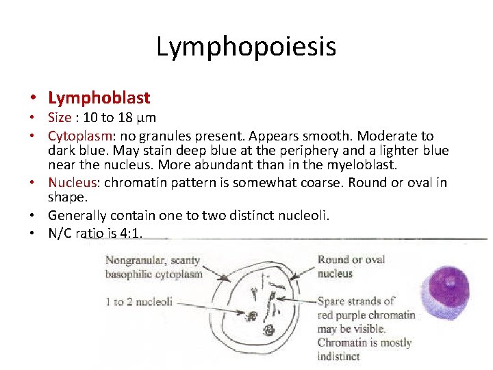 Lymphopoiesis • Lymphoblast • Size : 10 to 18 µm • Cytoplasm: no granules