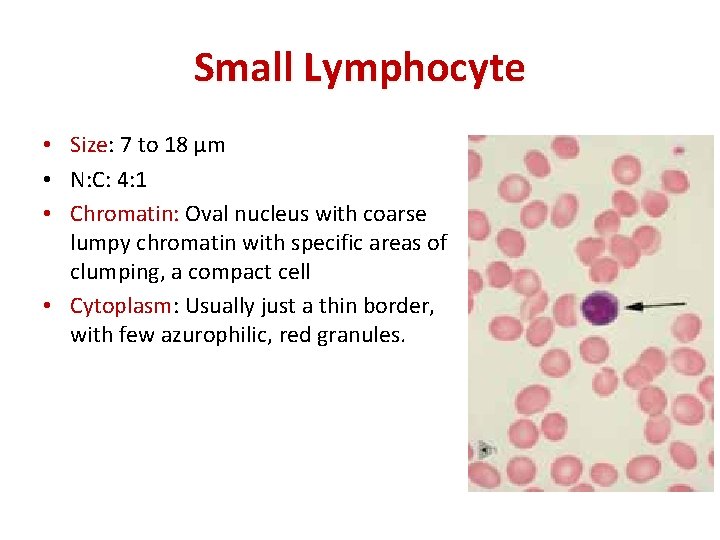 Small Lymphocyte • Size: 7 to 18 μm • N: C: 4: 1 •