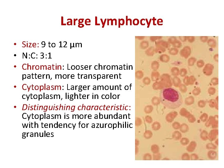 Large Lymphocyte • Size: 9 to 12 μm • N: C: 3: 1 •