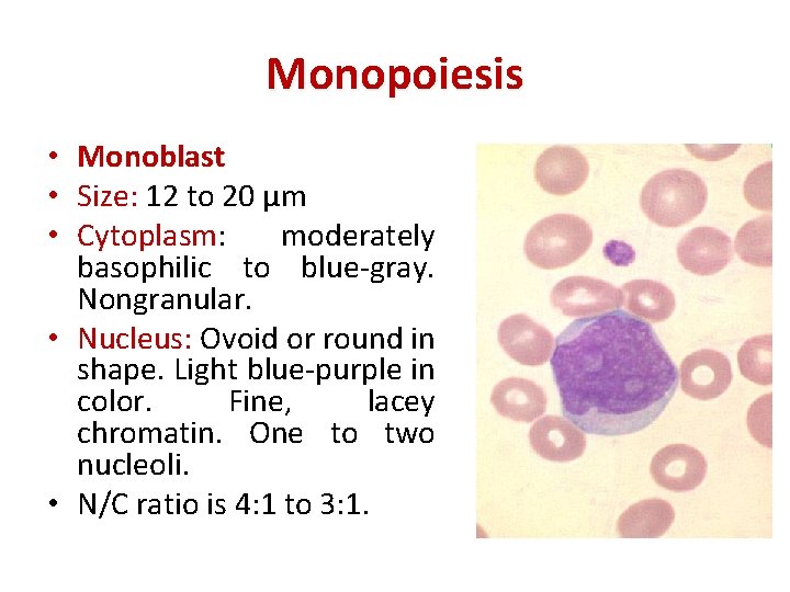 Monopoiesis • Monoblast • Size: 12 to 20 µm • Cytoplasm: moderately basophilic to