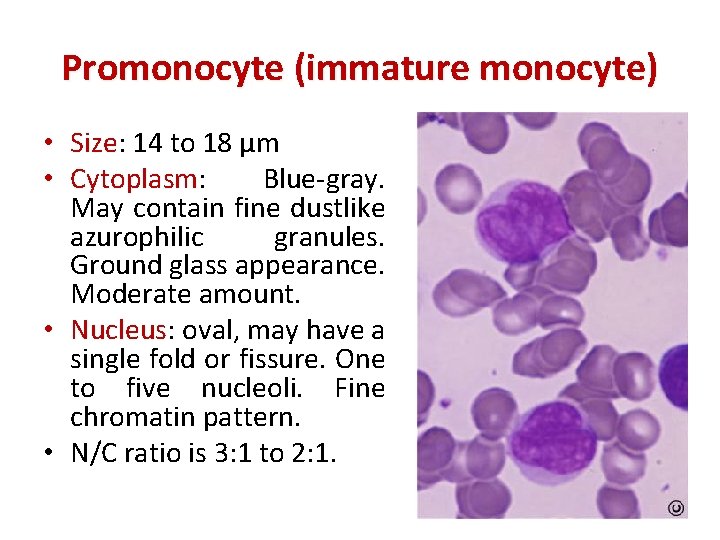 Promonocyte (immature monocyte) • Size: 14 to 18 µm • Cytoplasm: Blue-gray. May contain