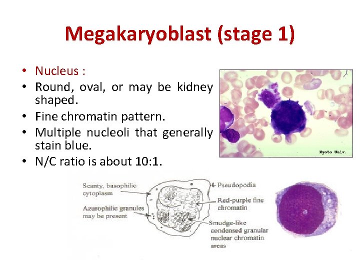Megakaryoblast (stage 1) • Nucleus : • Round, oval, or may be kidney shaped.