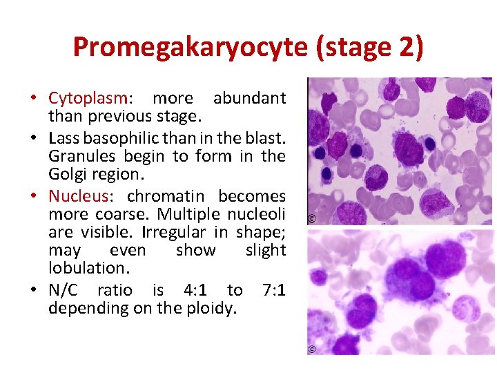 Promegakaryocyte (stage 2) • Cytoplasm: more abundant than previous stage. • Lass basophilic than