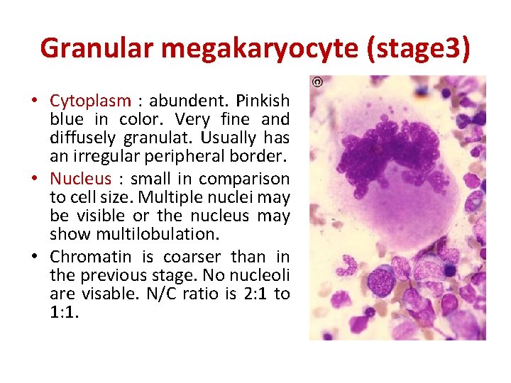Granular megakaryocyte (stage 3) • Cytoplasm : abundent. Pinkish blue in color. Very fine