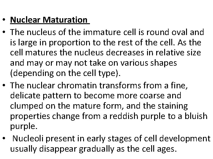  • Nuclear Maturation • The nucleus of the immature cell is round oval