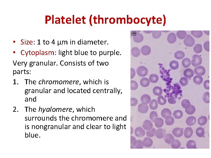 Platelet (thrombocyte) • Size: 1 to 4 µm in diameter. • Cytoplasm: light blue