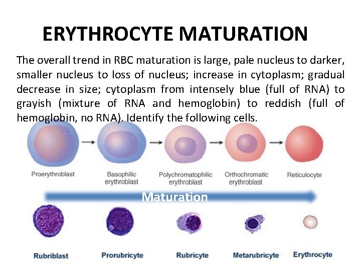 ERYTHROCYTE MATURATION The overall trend in RBC maturation is large, pale nucleus to darker,