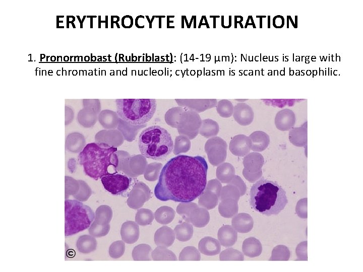 ERYTHROCYTE MATURATION 1. Pronormobast (Rubriblast): (14 -19 µm): Nucleus is large with fine chromatin