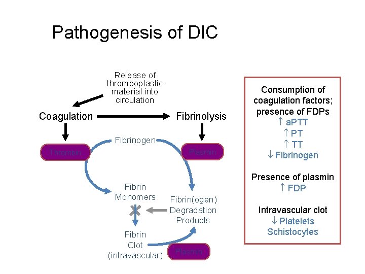 Pathogenesis of DIC Release of thromboplastic material into circulation Coagulation Fibrinolysis Fibrinogen Plasmin Thrombin