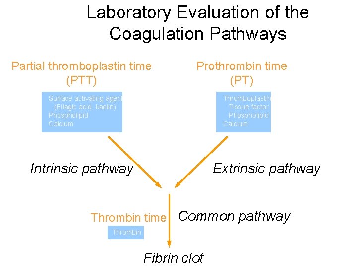 Laboratory Evaluation of the Coagulation Pathways Partial thromboplastin time (PTT) Prothrombin time (PT) Surface