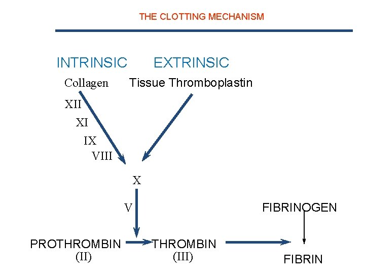 THE CLOTTING MECHANISM INTRINSIC Collagen EXTRINSIC Tissue Thromboplastin XII XI IX VIII VII X