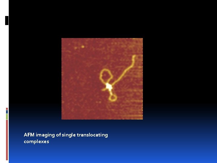 AFM imaging of single translocating complexes 