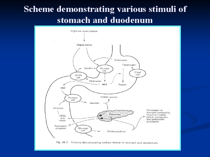 Scheme demonstrating various stimuli of stomach and duodenum 