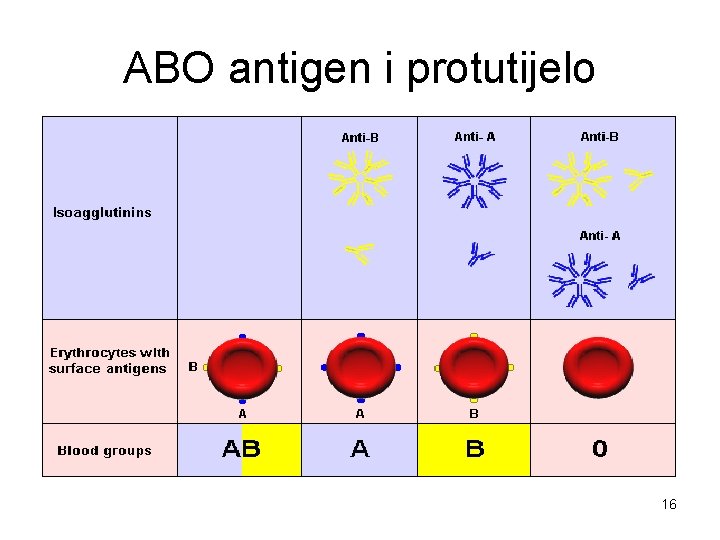 ABO antigen i protutijelo 16 