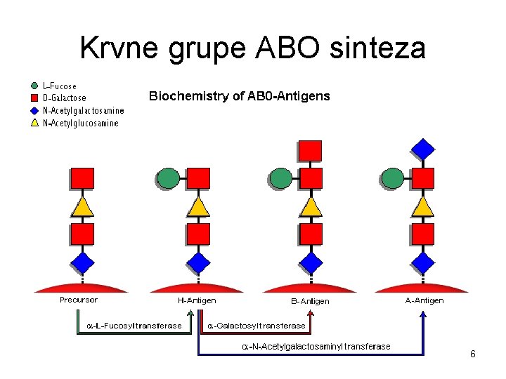 Krvne grupe ABO sinteza 6 