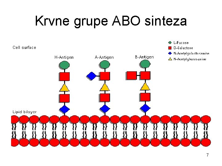 Krvne grupe ABO sinteza 7 