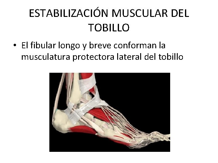 ESTABILIZACIÓN MUSCULAR DEL TOBILLO • El fibular longo y breve conforman la musculatura protectora