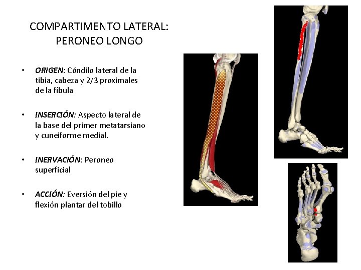 COMPARTIMENTO LATERAL: PERONEO LONGO • ORIGEN: Cóndilo lateral de la tibia, cabeza y 2/3