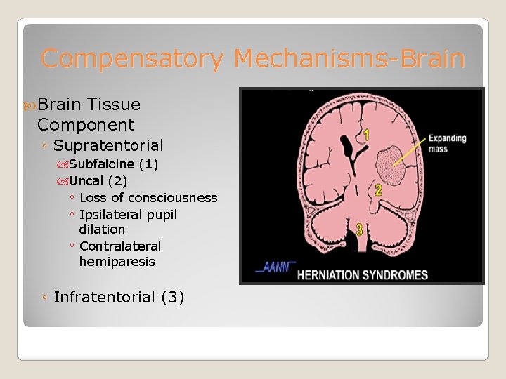 Compensatory Mechanisms-Brain Tissue Component ◦ Supratentorial Subfalcine (1) Uncal (2) ◦ Loss of consciousness