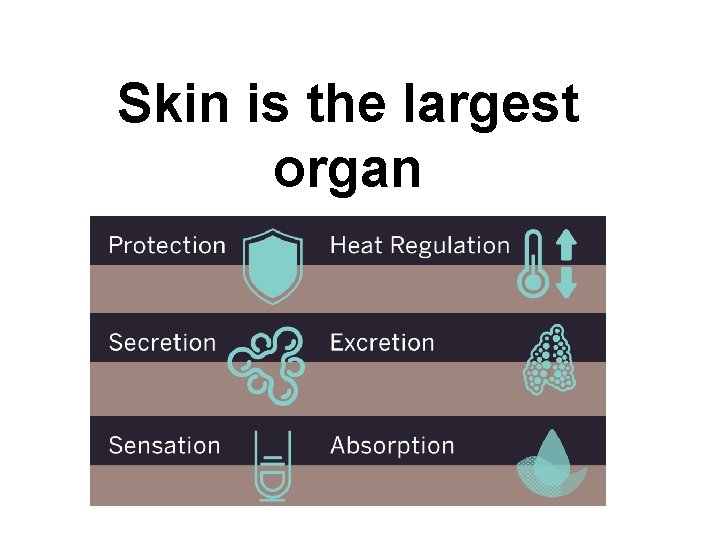 Skin is the largest organ 