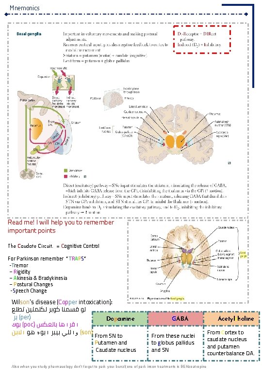 Mnemonics Read me! I will help you to remember important points The Caudate Circuit.