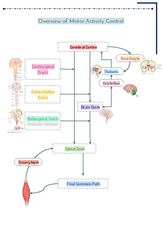 Overview of Motor Activity Control Cerebral Cortex Basal Ganglia Corticospinal Tracts Thalamus Cerebellum Corticobulbar