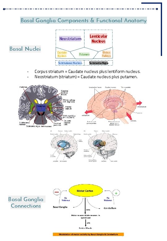 Basal Ganglia Components & Functional Anatomy Neostriatum Basal Nuclei Caudate Nucleus Putamen Subthalamic Nucleus