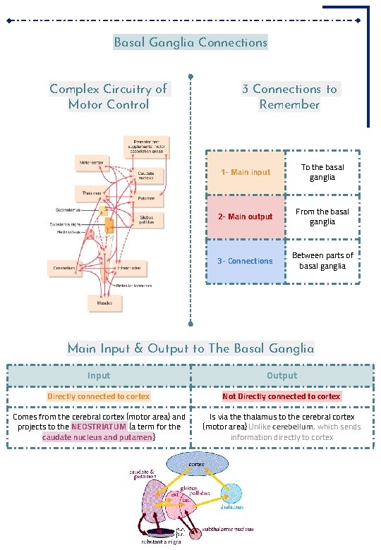 Basal Ganglia Connections Complex Circuitry of Motor Control 3 Connections to Remember 1 -