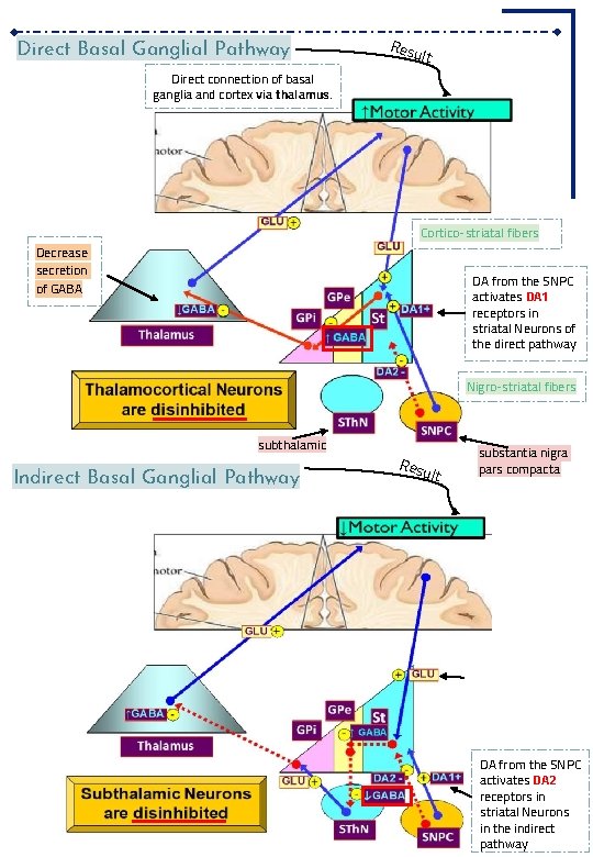 Direct Basal Ganglial Pathway Direct connection of basal ganglia and cortex via thalamus. Resu