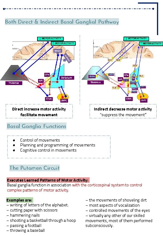 Both Direct & Indirect Basal Ganglial Pathway Direct increase motor activity facilitate movement Indirect