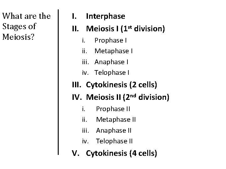 What are the Stages of Meiosis? I. Interphase II. Meiosis I (1 st division)