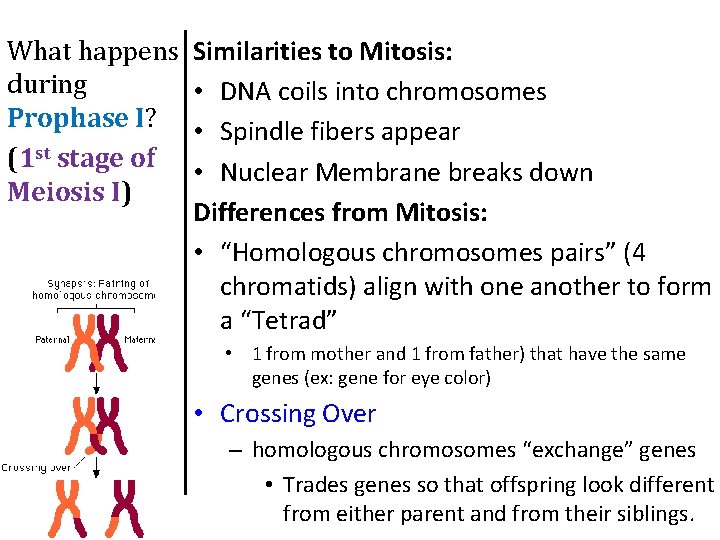What happens during Prophase I? (1 st stage of Meiosis I) Similarities to Mitosis: