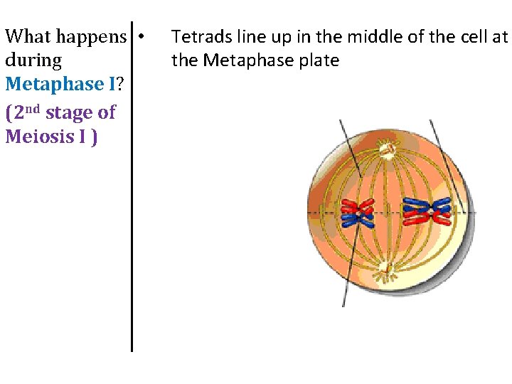 What happens • during Metaphase I? (2 nd stage of Meiosis I ) Tetrads