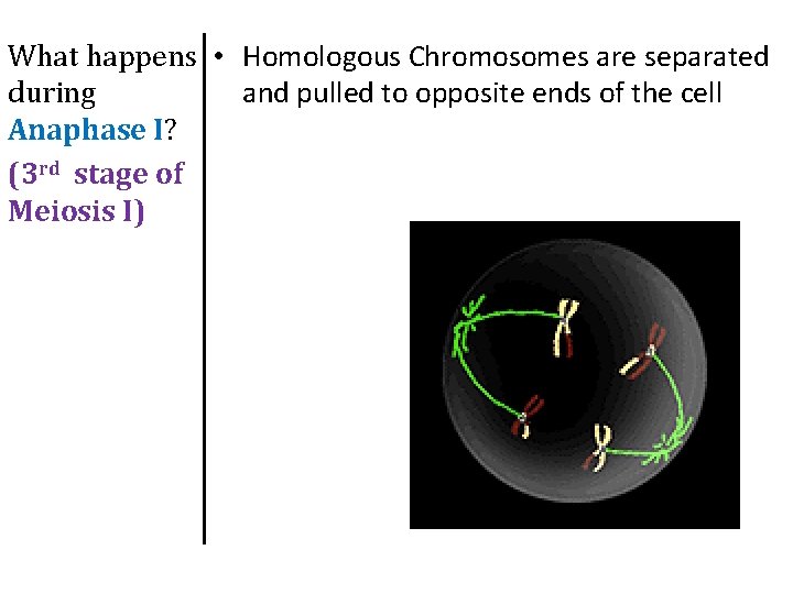What happens • Homologous Chromosomes are separated and pulled to opposite ends of the