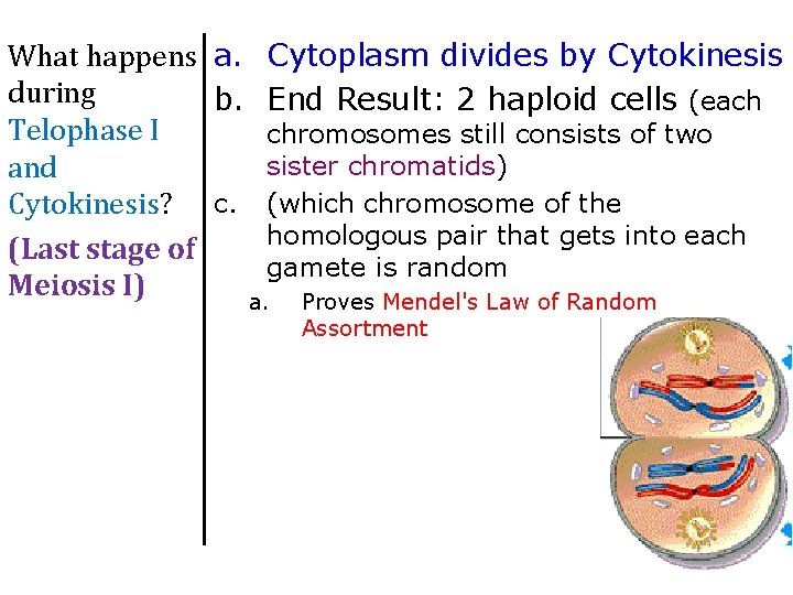 What happens a. Cytoplasm divides by Cytokinesis during b. End Result: 2 haploid cells